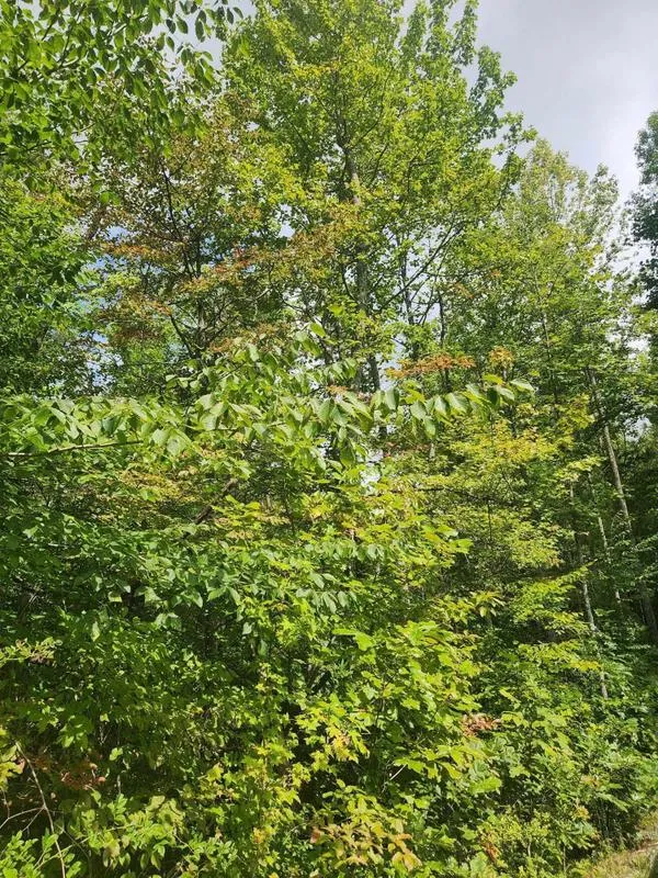 Crossville, Bledsoe County, TN Undeveloped Land, Homesites for sale Property ID: 417634226
