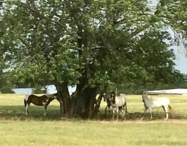 11794 COUNTY ROAD 632 # C, Blue Ridge, TX 75424 Land For Sale  MLS# 20437828