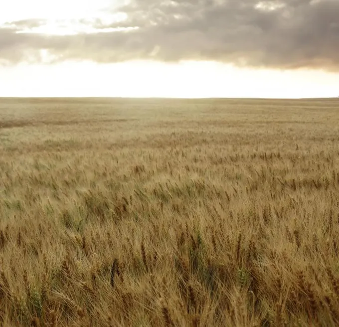 Denhoff, Sheridan County, ND Farms and Ranches for auction Property ID: 418181230 for Sale