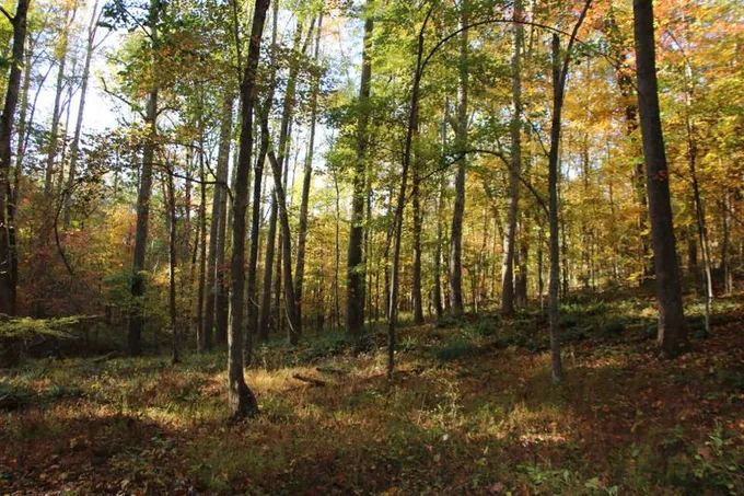 Castleton, Rappahannock County, VA Recreational Property, Timberland Property for sale Property ID: 418227770