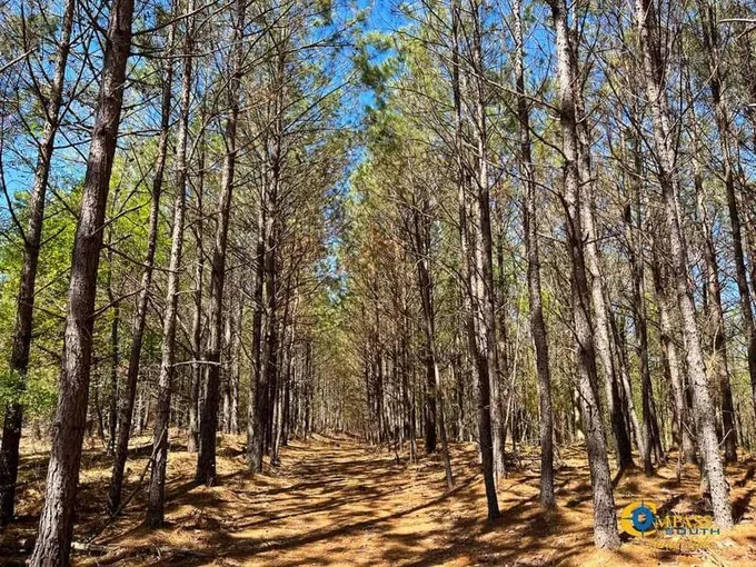 Hohenwald, Perry County, TN Recreational Property, Timberland Property, Hunting Property for sale Property ID: 416589867