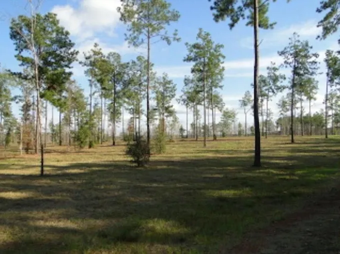 Hemphill, Sabine County, TX Undeveloped Land, Homesites for sale Property ID: 416139123