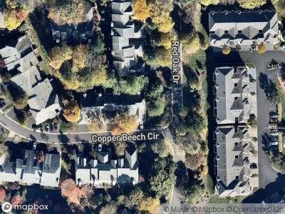 Copper Beech Cir for Sale