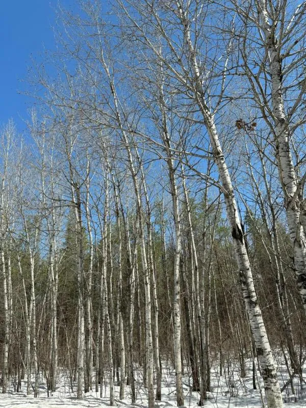 ON CREEK RD, Minocqua, WI 54548 Land For Sale  MLS# 201104