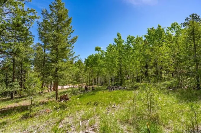 393 S Mountain Estates Rd, Florissant, CO 80816 - MLS 7795121 for Sale
