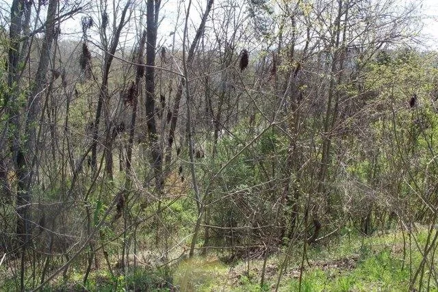 Plot For Sale In Bean Station, Tennessee