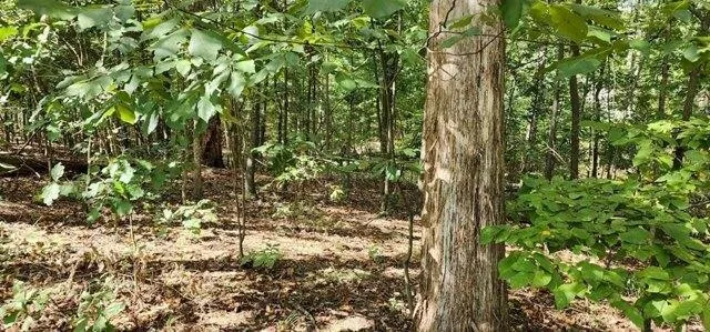 Plot For Sale In Camden, Tennessee