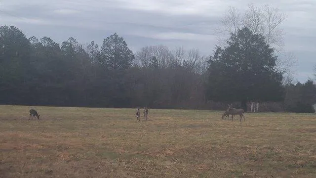 Plot For Sale In Saulsbury, Tennessee