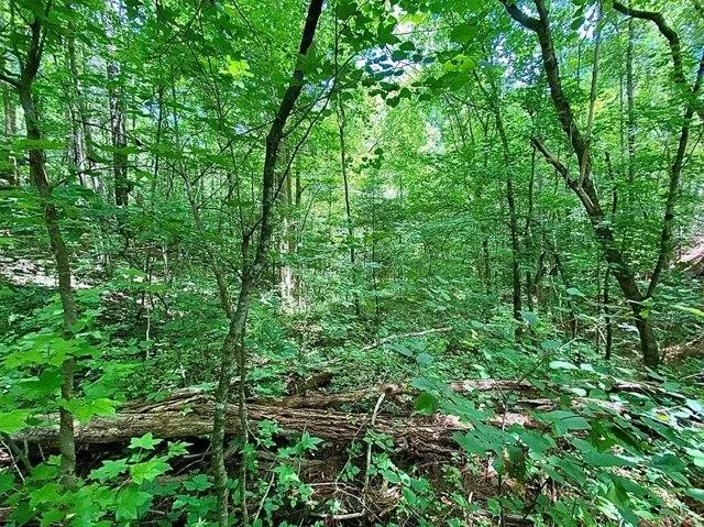 Plot For Sale In Del Rio, Tennessee