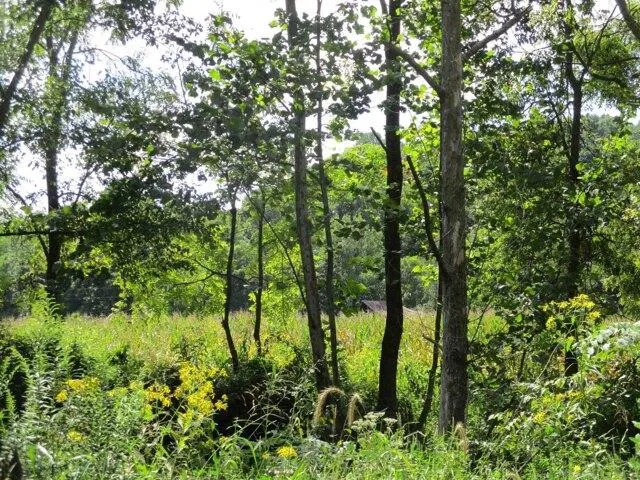 Plot For Sale In Paoli, Indiana