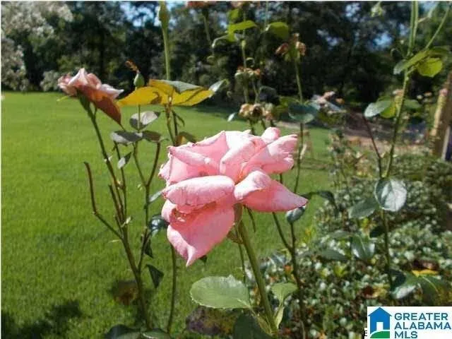 Plot For Sale In Adger, Alabama