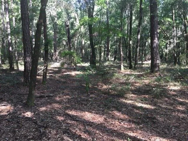 Plot For Sale In Tallahassee, Florida