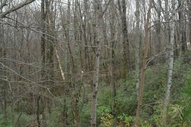 Plot For Sale In Clarkesville, Georgia