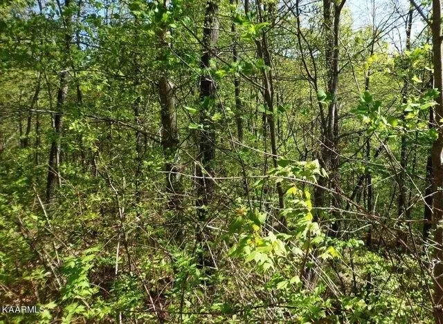 Plot For Sale In New Tazewell, Tennessee