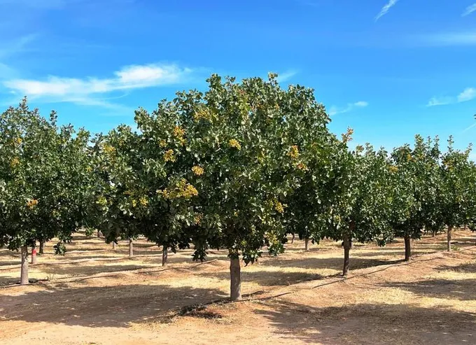 0 Rd 26, Madera, CA 93638 - MLS 224002306 for Sale