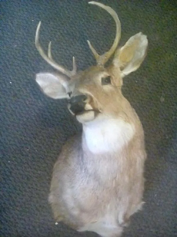 deer head for Sale