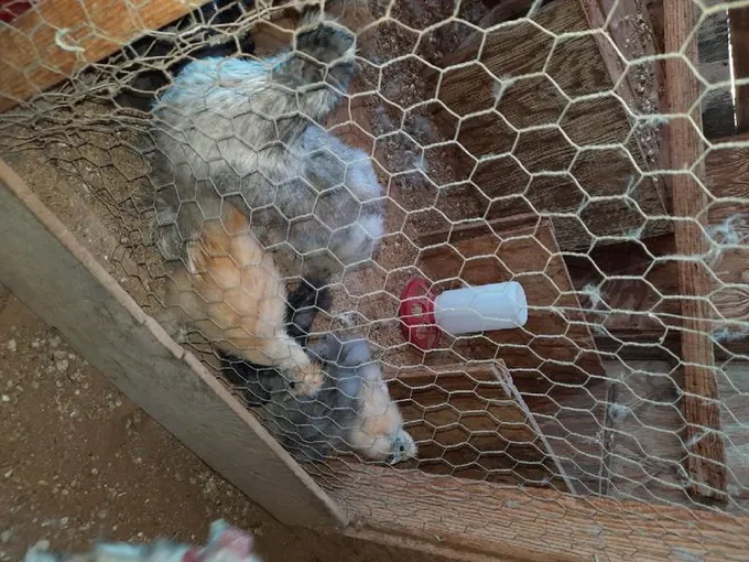 SILKIES New harch, juvenile, hens, roosters beautiful colors for Sale