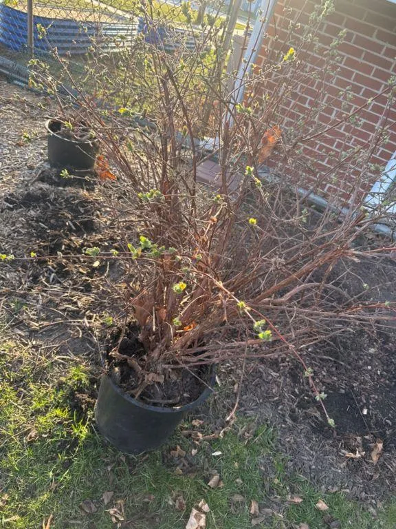 Honey Berry Bushes Free for Sale