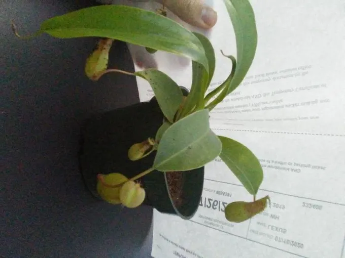 nepenthes pitcher plants for Sale