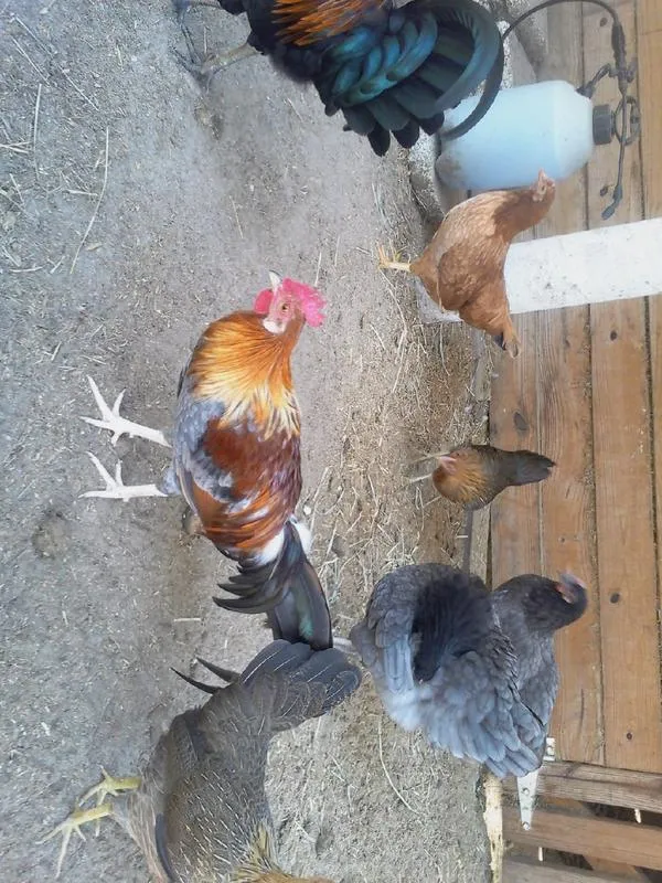 Roosters and Hens for Sale