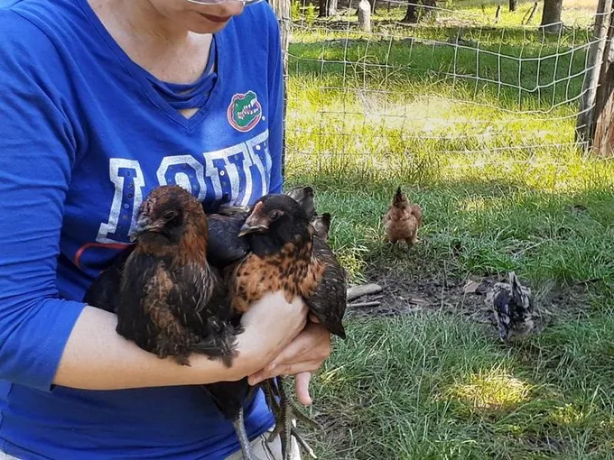 Ameraucana Pair hen/roo chickens for Sale