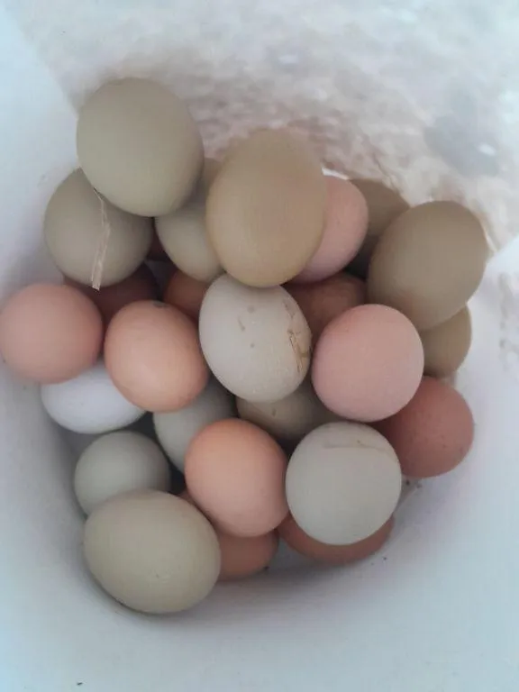 Fresh farm eggs for Sale