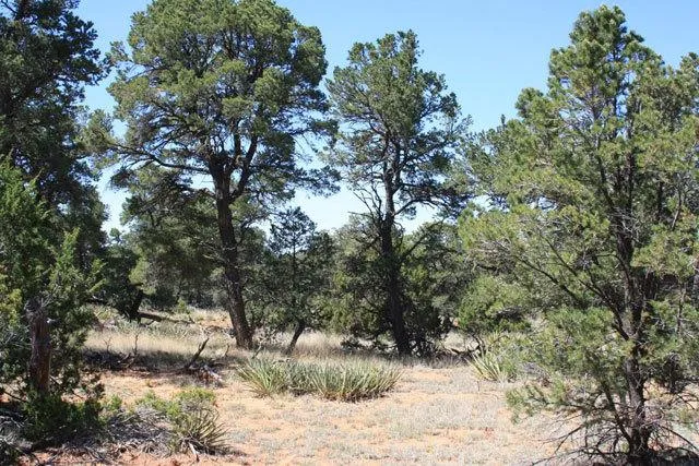New Mexico Land for Sale, 2.5 Acres