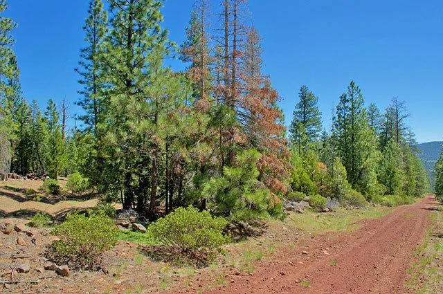 Northern California Forest Land 1 Acre - Tall Pines for Sale