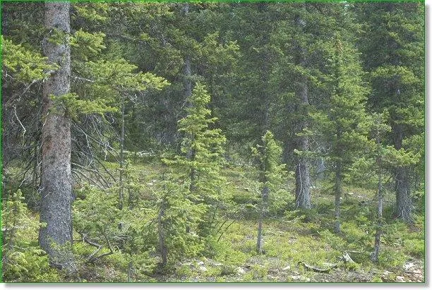 Colorado Mountain Land 5.15 Acres for Sale