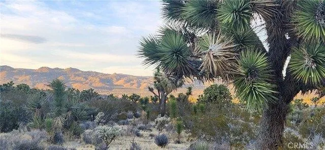 In Yucca Valley CA 92284 for Rent