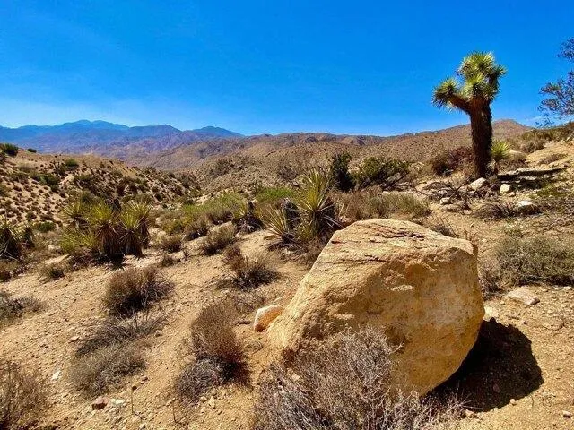 In Morongo Valley CA 92256 for Rent