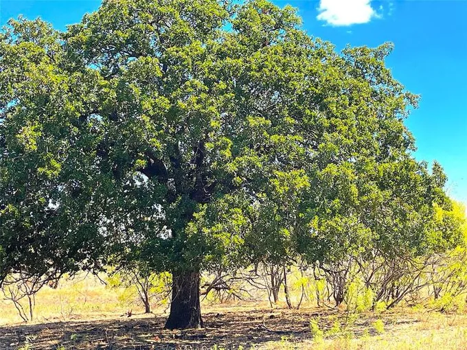 10670 281 Hwy, Perrin, TX 76486 for Sale