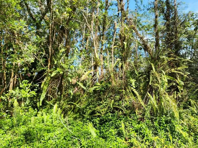 LEHUA RD, PAHOA, HI 96778 Land For Sale  MLS# 707804
