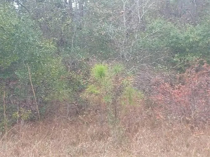 534 ROSEWOOD ST, GEORGETOWN, FL 32139 Land For Sale  MLS# NS1080162