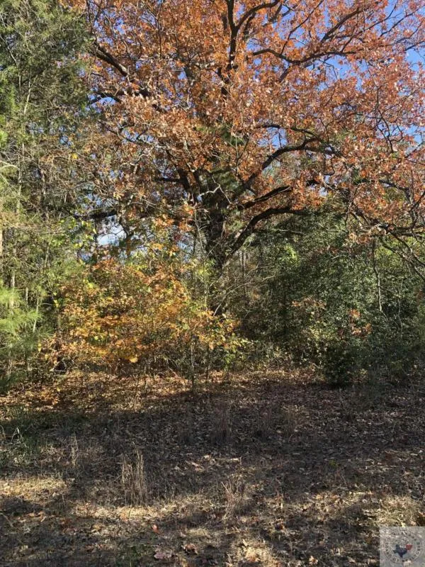 PRIVATE ROAD E 3044, Marshall, TX 75672 Land For Sale  MLS# 113572