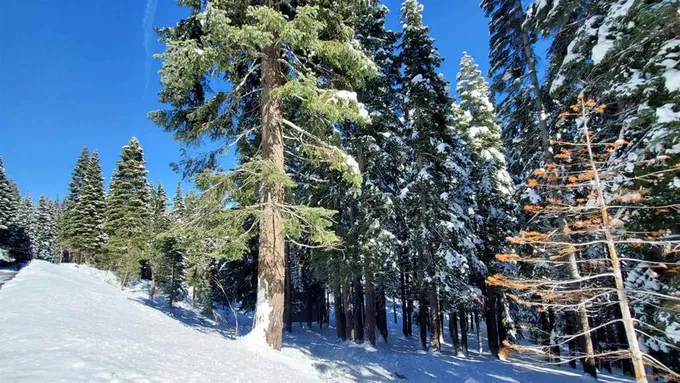 11055 Innsbruck Avenue, Truckee, CA 96161 for Sale