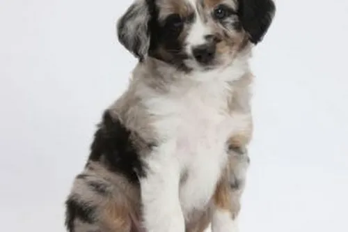 Hope For Pets