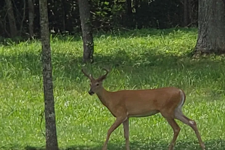 Estill County Animal Shelter