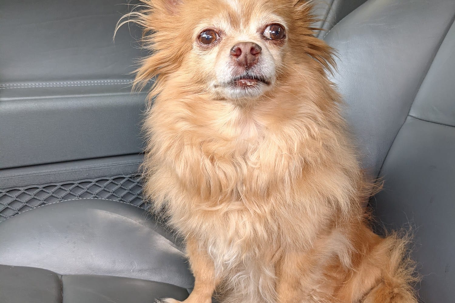 Ivy Hill Animal Hospital