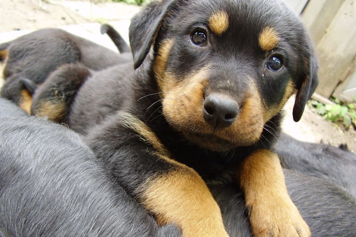 Haralson County SPCA