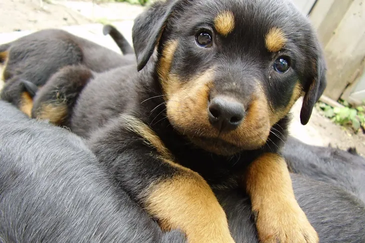 Haralson County SPCA