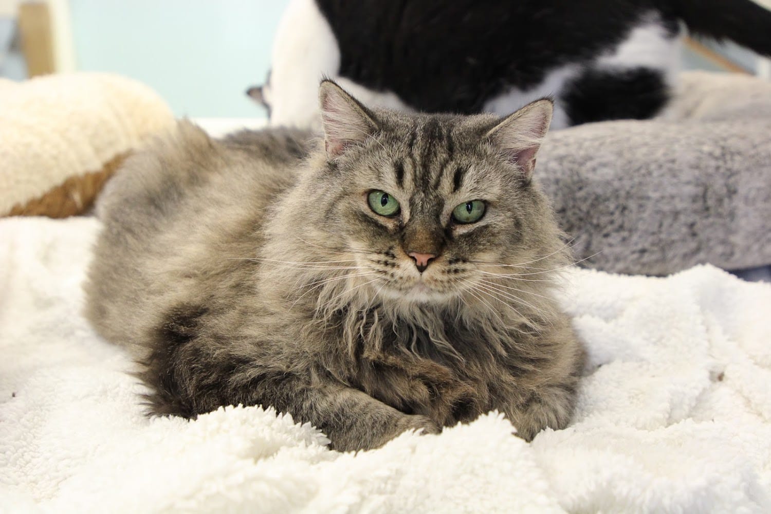 Animal Shelter Anchorage in Anchorage, AK Find Paw Pal