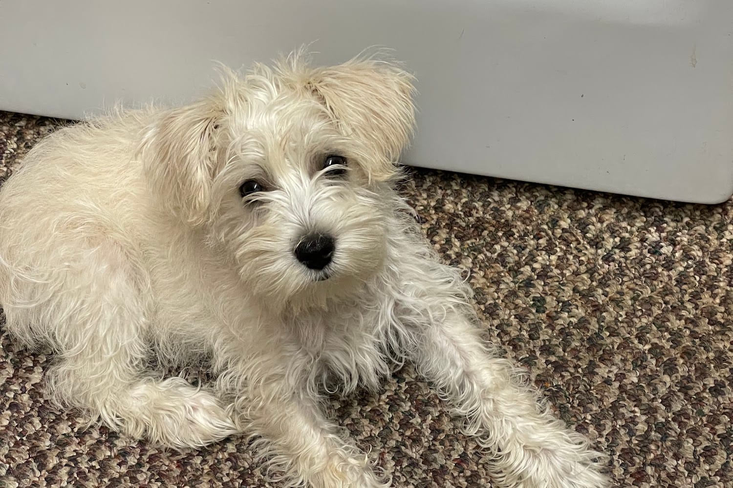 Ocoee Animal Hospital