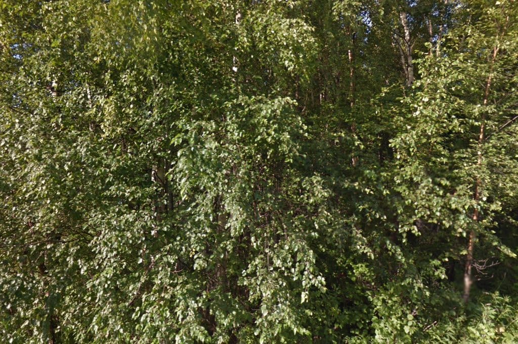Pioneer Peak Elementary School