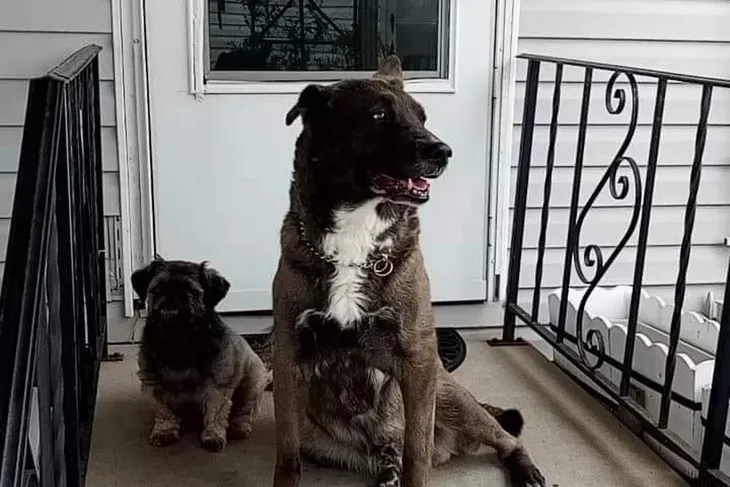 Monroe County Animal Control