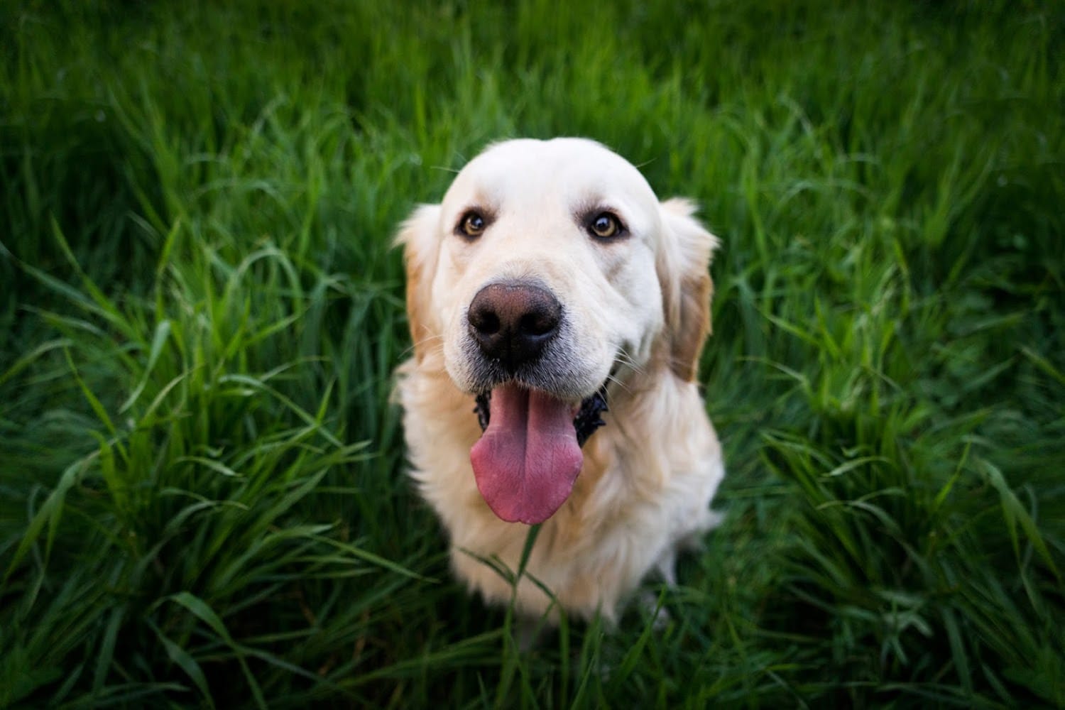 Pets for Life