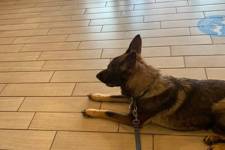 Quail Hollow Veterinary Hospital