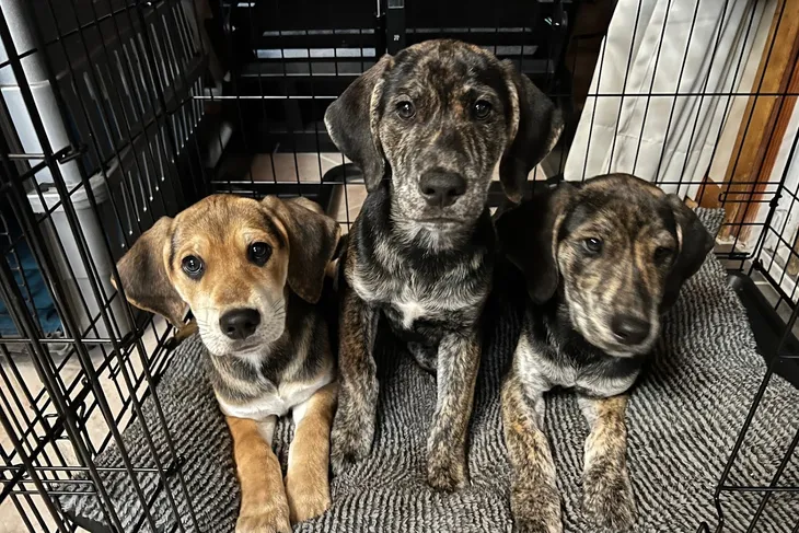 Westbrook Animal Hospital