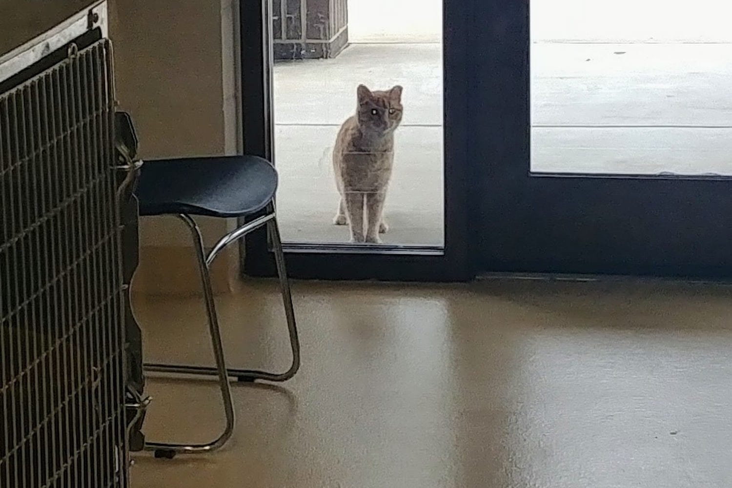 Animal Shelter in Fayetteville, NC The County Office