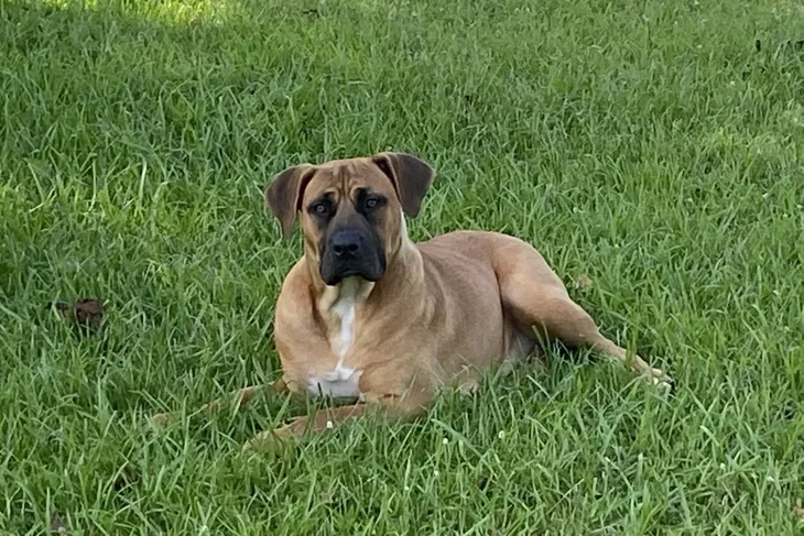 Animal Hospital of Onslow County